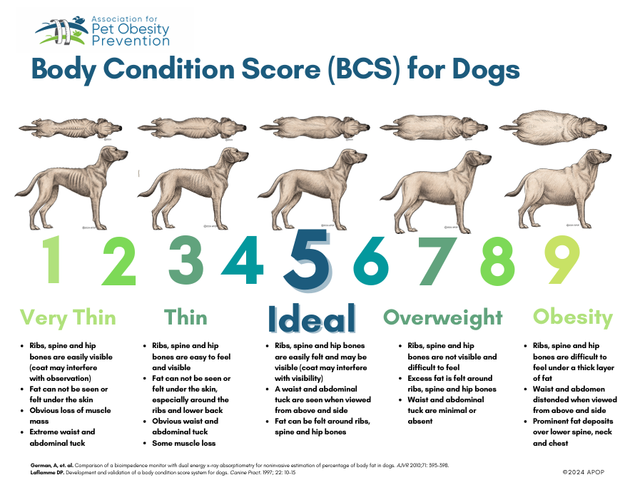 Body Condition Score Chart - Dogs (APOP)