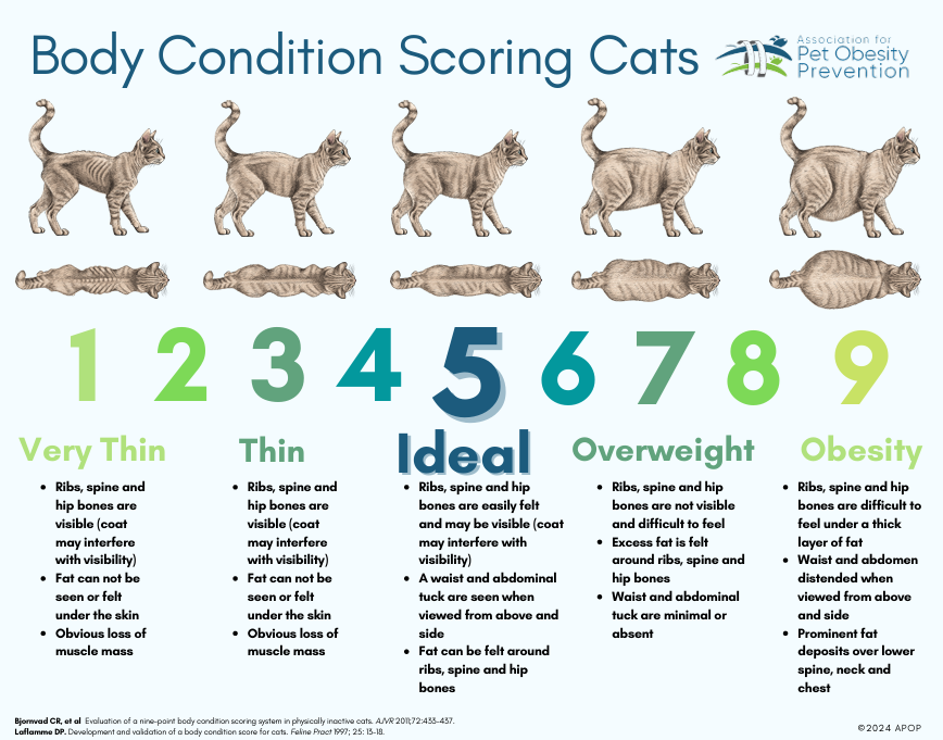 Body Condition Score Chart - Cats (APOP)