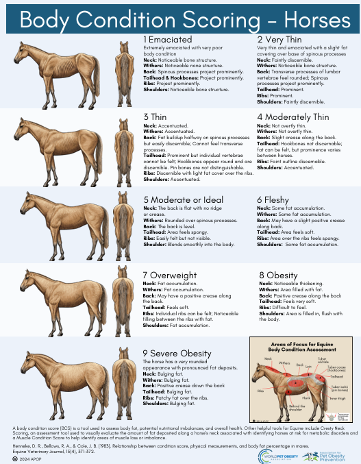 Body Condition Score Chart - Horses (APOP)