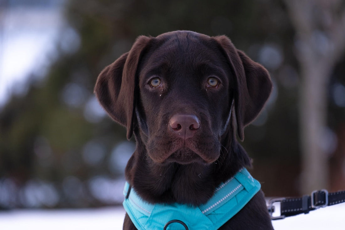 Are vitamins important for pets?