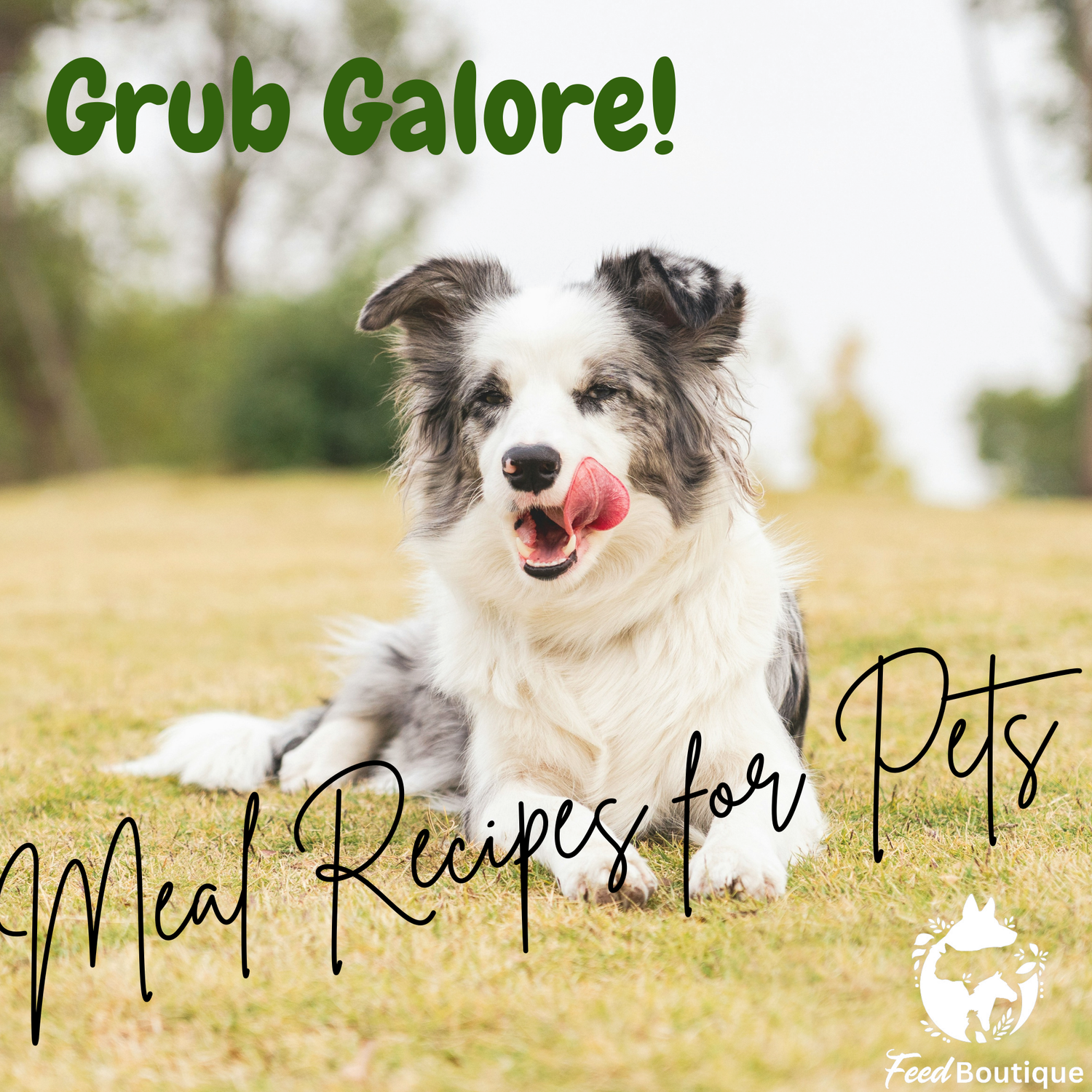 Meal Recipes for Dogs